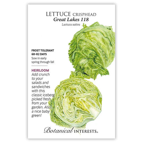 Lettuce 'Crisphead Great Lakes'