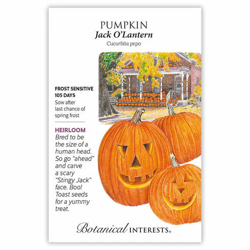 Pumpkin 'Jack O'Lantern'