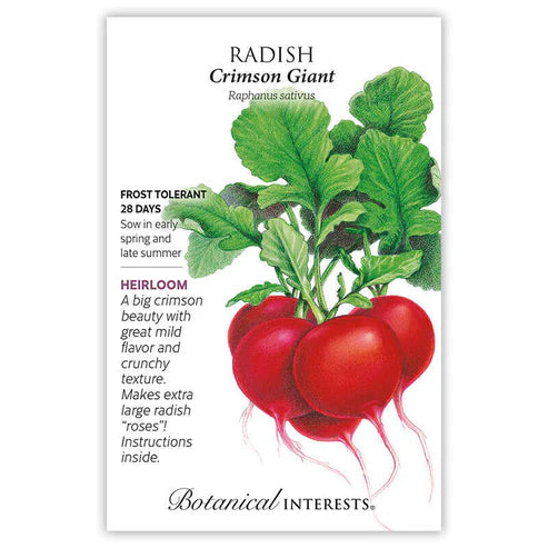 Radish 'Crimson Giant'