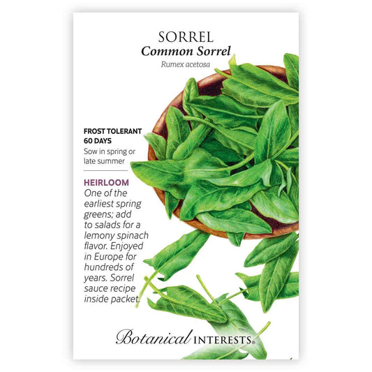 Common Sorrel