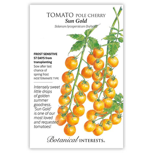 Tomato 'Cherry Sun Gold'