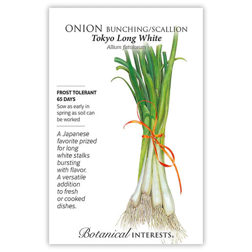 Green Onion 'Tokyo Long'