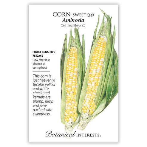 Corn 'Ambrosia'