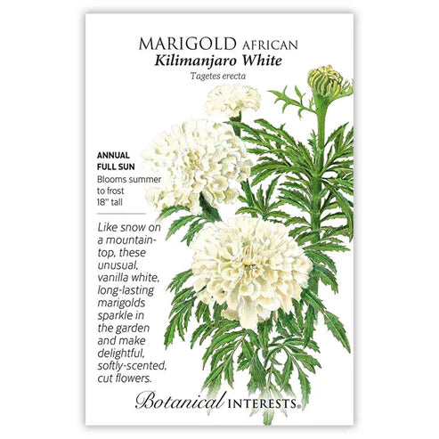 Marigold 'Kilimanjaro White'