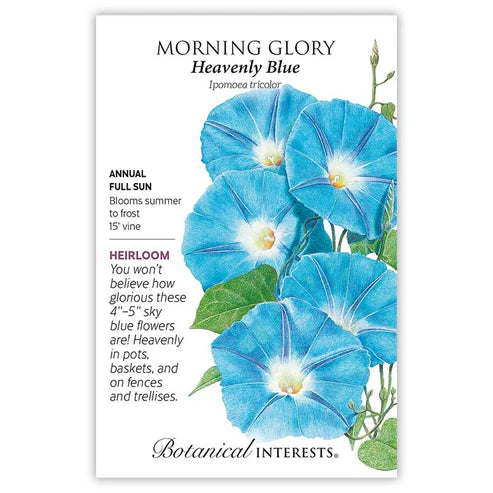 Morning Glory 'Heavenly Blue'