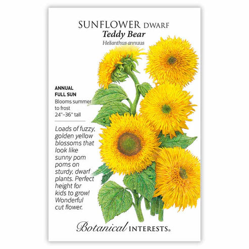 Sunflower 'Dwarf Teddy Bear'