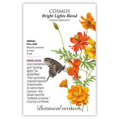 Cosmos 'Bright Lights Blend'