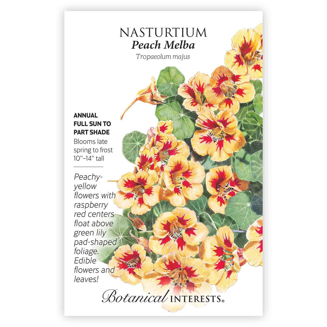 Nasturtium 'Peach Melba'