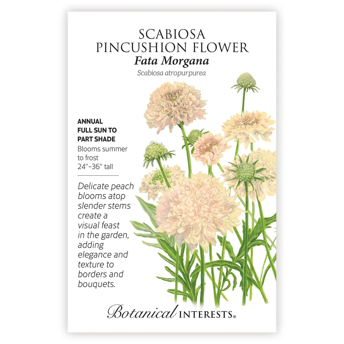 Scabiosa 'Fata Morgana'