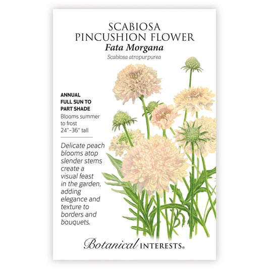 Scabiosa 'Fata Morgana'