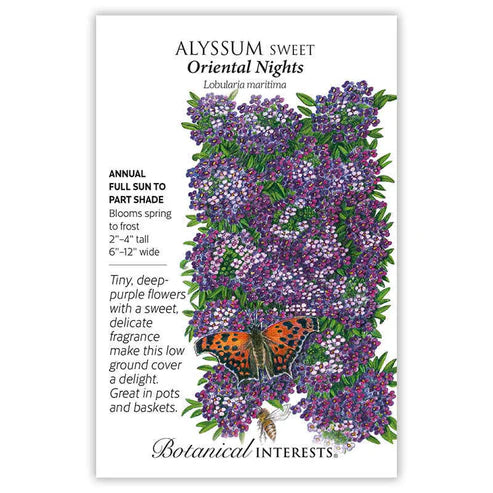 Alyssum 'Sweet Night'
