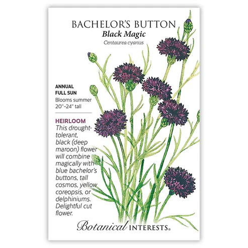 Bachelor 'Button Black Magic'