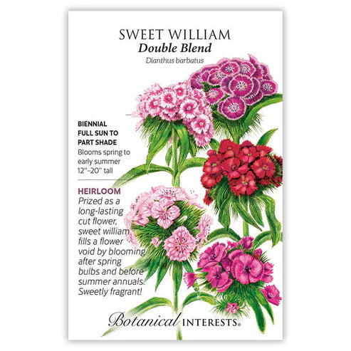 Sweet William 'Double Blend'
