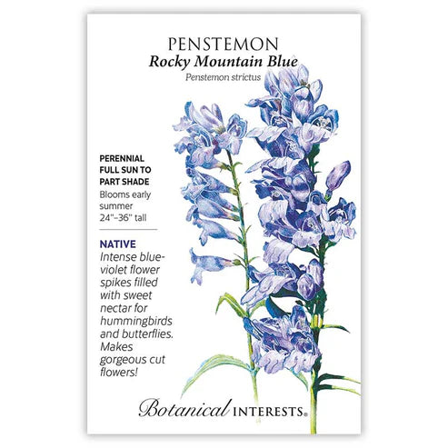 Penstemon 'Rocky Mountain Blue'