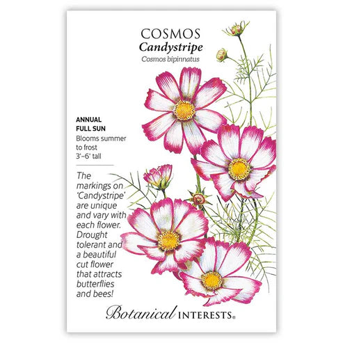 Cosmos 'Candystripe'