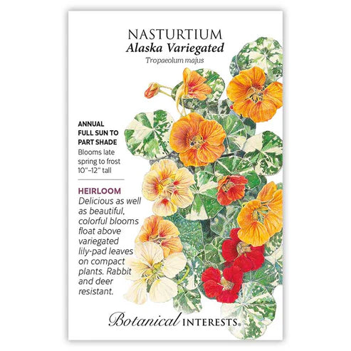 Nasturtium 'Alaska Variegated'