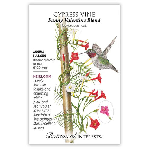 Cypress 'Vine Blend'