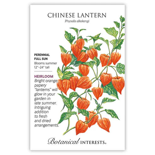 Chinese Lantern