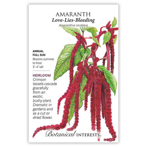 Amaranth 'Love Lies Bleeding'