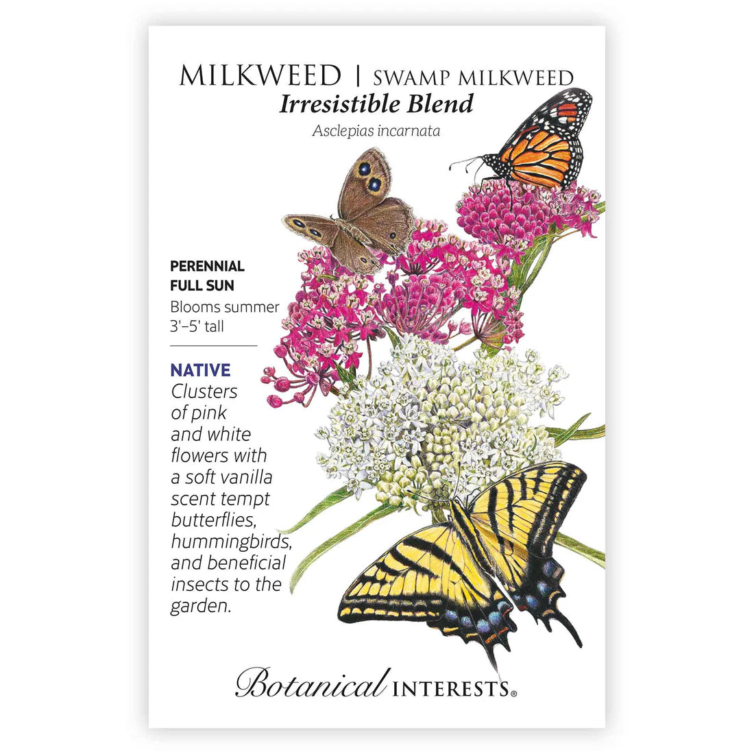 Milkweed 'Irresistible Blend'