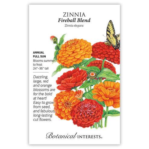 Zinnia 'Fireball Blend'