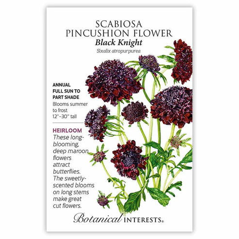 Scabiosa 'Black Knight'