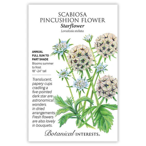 Scabiosa 'Starflower'
