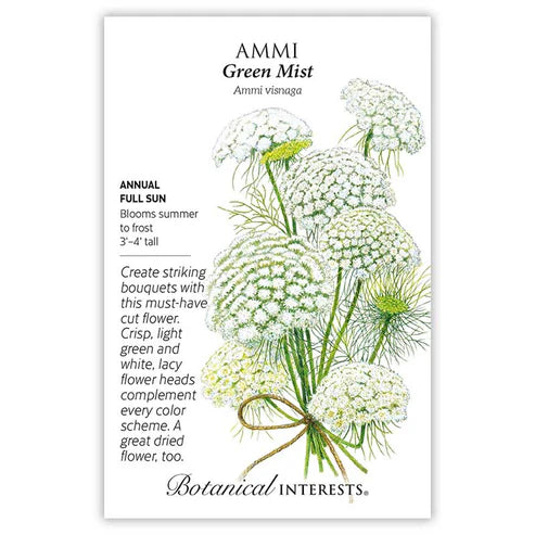 Ammi 'Green Mist'