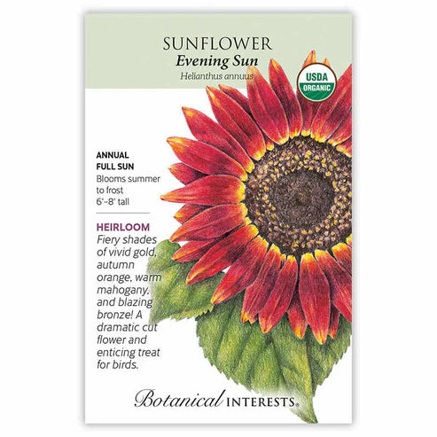 Sunflower 'Evening Sun'