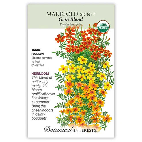 Marigold 'Signet Gem Blend'