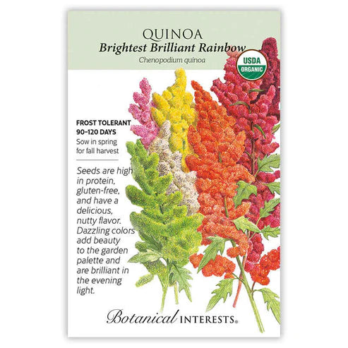 Quinoa 'Brightest Rainbow'