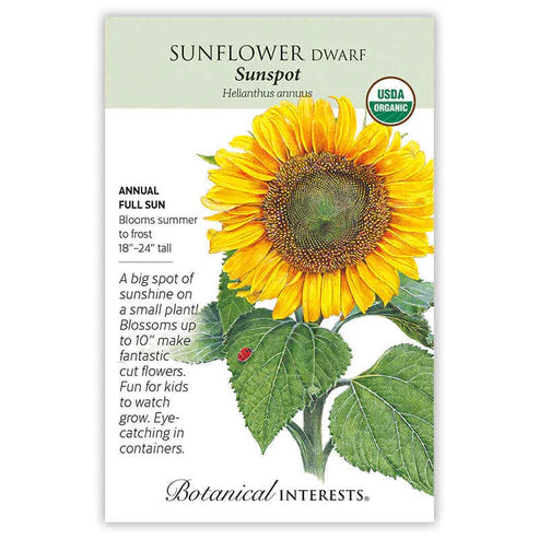 Sunflower 'Dwf Sunspot' Organic