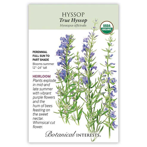 Hyssop 'True'