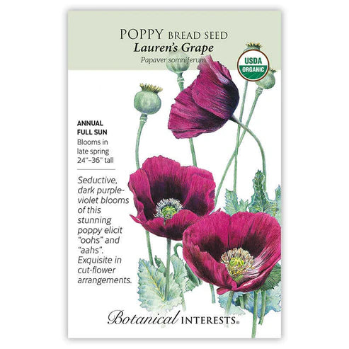 Poppy 'Lauren's Grape'