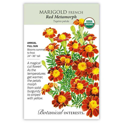 Marigold 'French Red Metamorph'