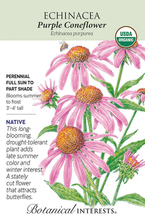 Echinacea 'Purple Coneflower'