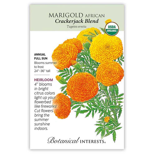 Marigold 'African Crackerjack'