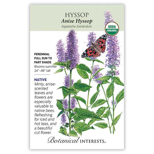 Hyssop 'Anise' Organic