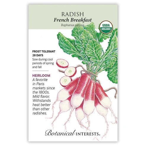 Radish 'French Breakfast'