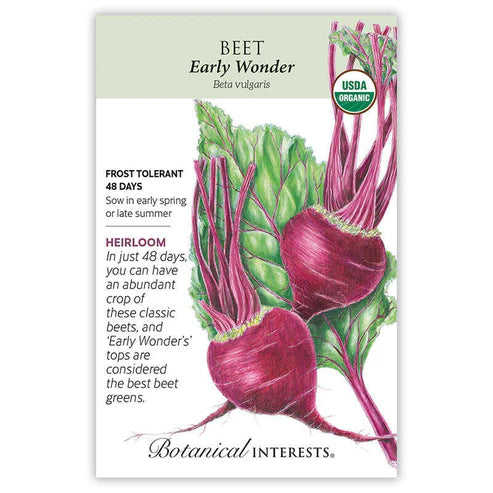 Beet 'Early Wonder'