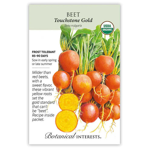 Beet 'Touchstone Gold'