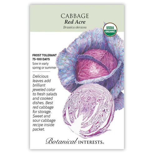Cabbage 'Red Acre'