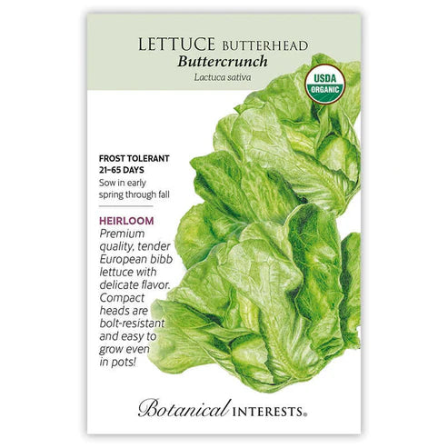 Lettuce 'Butterhead Buttercrunch'