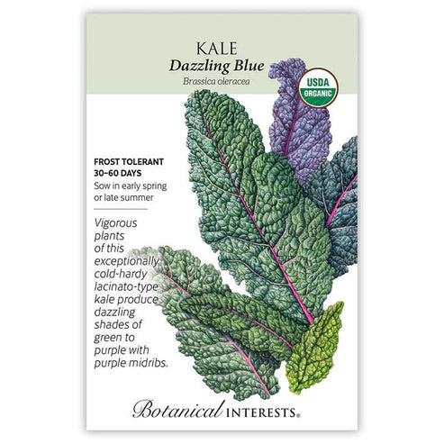 Kale 'Dazzling Blue'