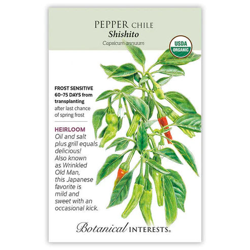 Pepper Chile 'Shishito'