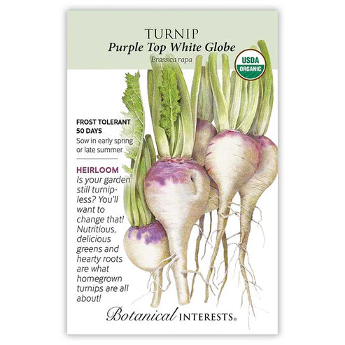 Turnip 'Purple Top White Globe'