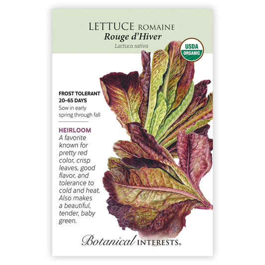 Lettuce Romaine 'Rouge d'Hiver'