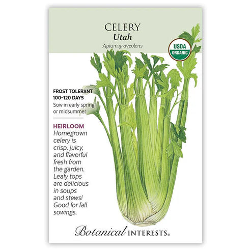 Celery 'Utah'