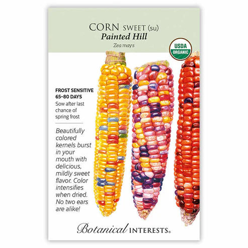 Corn 'Painted Hill'