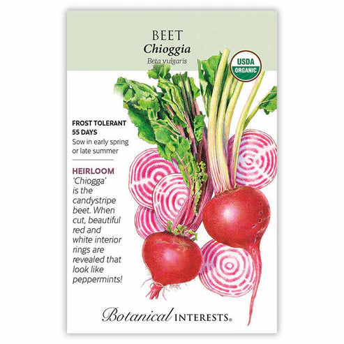 Beet 'Chioggia'